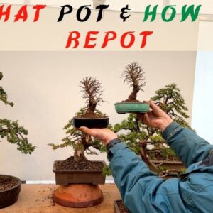 Choosing the right pot for your bonsai