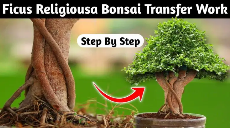 Ficus Religiousa Bonsai Transfer Work