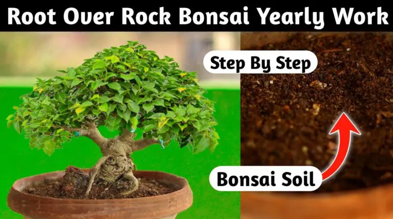 Ficus Rumphi Root Over Rock Bonsai Yearly Work