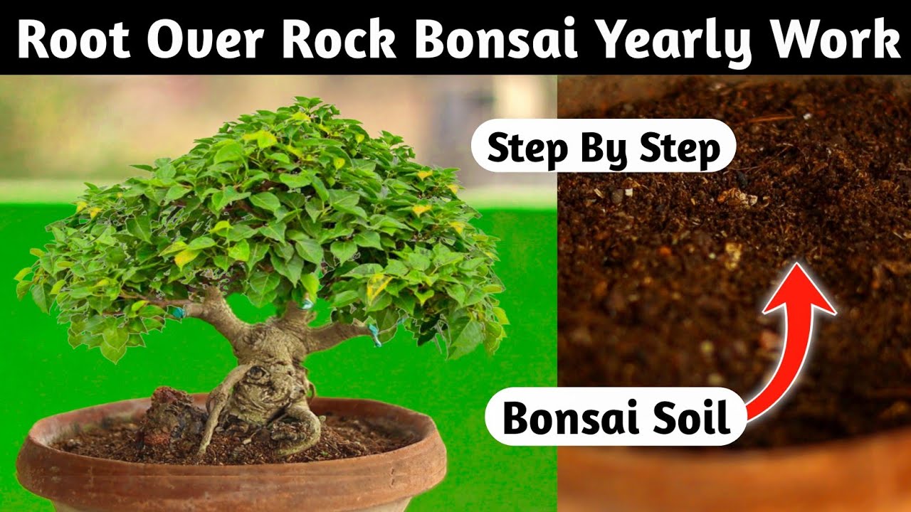 Ficus Rumphi Root Over Rock Bonsai Yearly Work