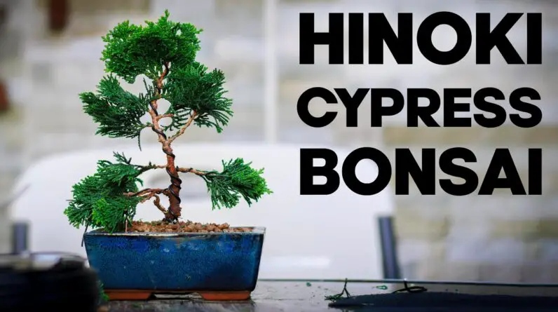 How to Make a Hinoki Cypress Bonsai🪴*EASY*