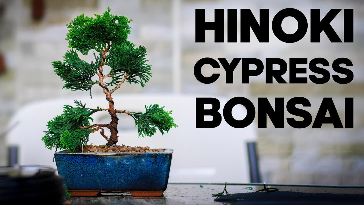 How to Make a Hinoki Cypress Bonsai🪴*EASY*