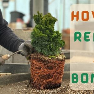 How to Repot A Bonsai