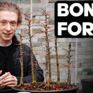 Japanese Larch Bonsai Forest - Pruning and Shaping Ideas