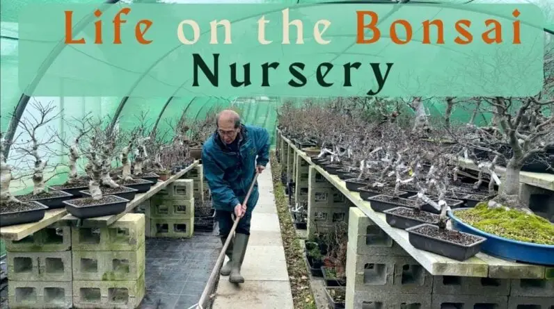 Life on Herons Bonsai Nursery