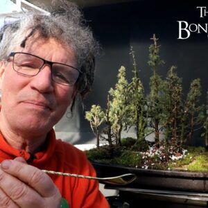 Improving My Mixed Northern Bog Forest, Part 2, The Bonsai Zone, March 2023