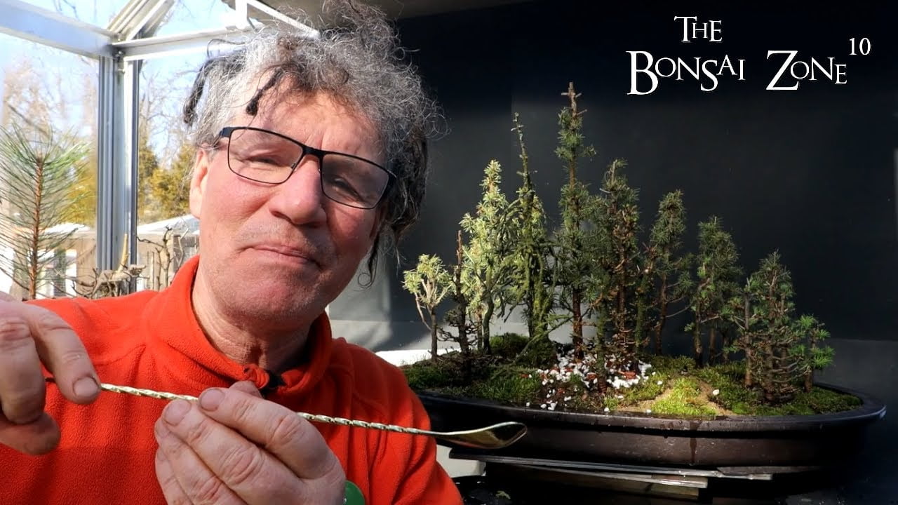 Improving My Mixed Northern Bog Forest, Part 2, The Bonsai Zone, March 2023