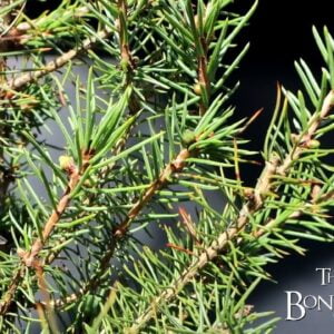 Pruning My Black Spruce, The Bonsai Zone, March 2023