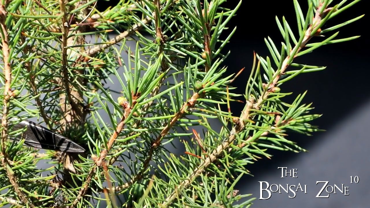 Pruning My Black Spruce, The Bonsai Zone, March 2023