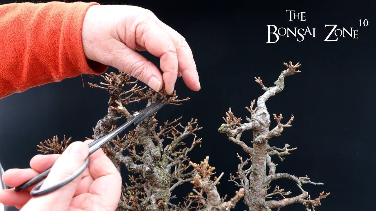 Pruning My Larch Forest, Part 2, The Bonsai Zone, Feb 2023