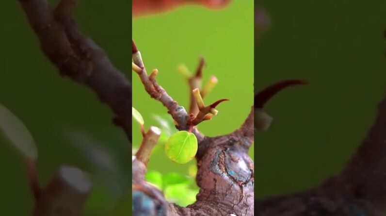 Bonsai Branch Pruning #bonsaiandall #timelapse #shortsvideo #bonsaisoil #bonsaitree