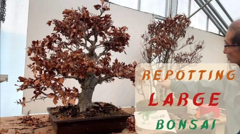 Repotting Large Bonsai From Wisley