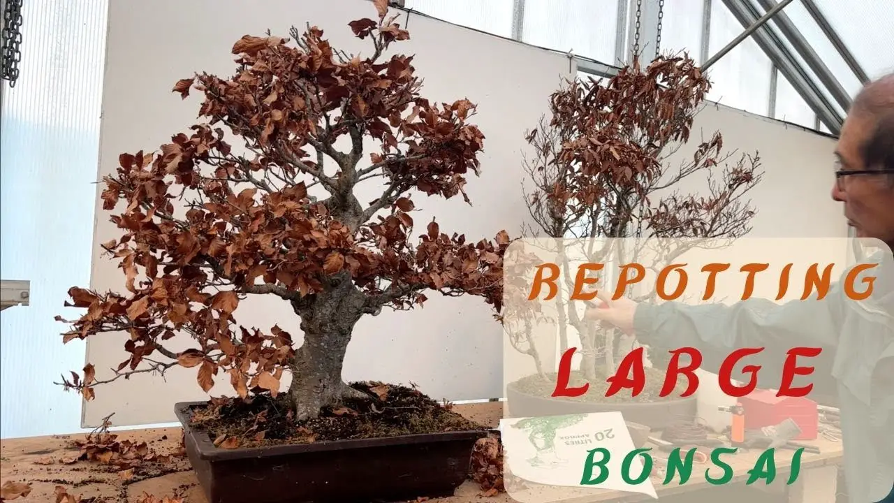 Repotting Large Bonsai From Wisley