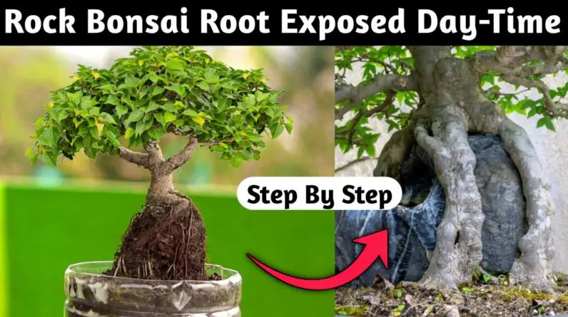 Rock Bonsai Roots Exposed