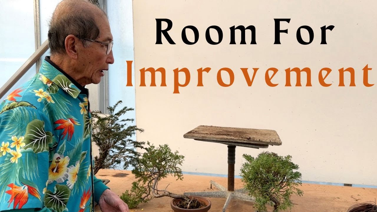 Room for Improvement - Applies to bonsai to