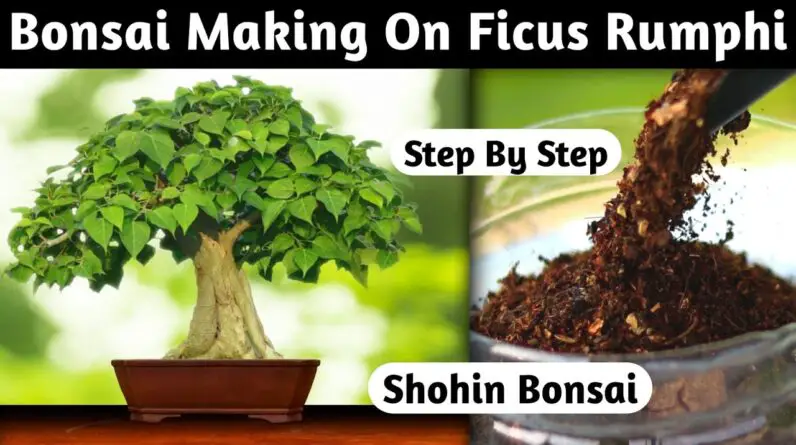 Shohin Bonsai Making On Ficus Rumphi