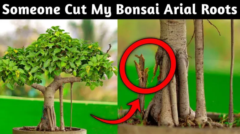 Someone Cut My Bonsai Arial Roots