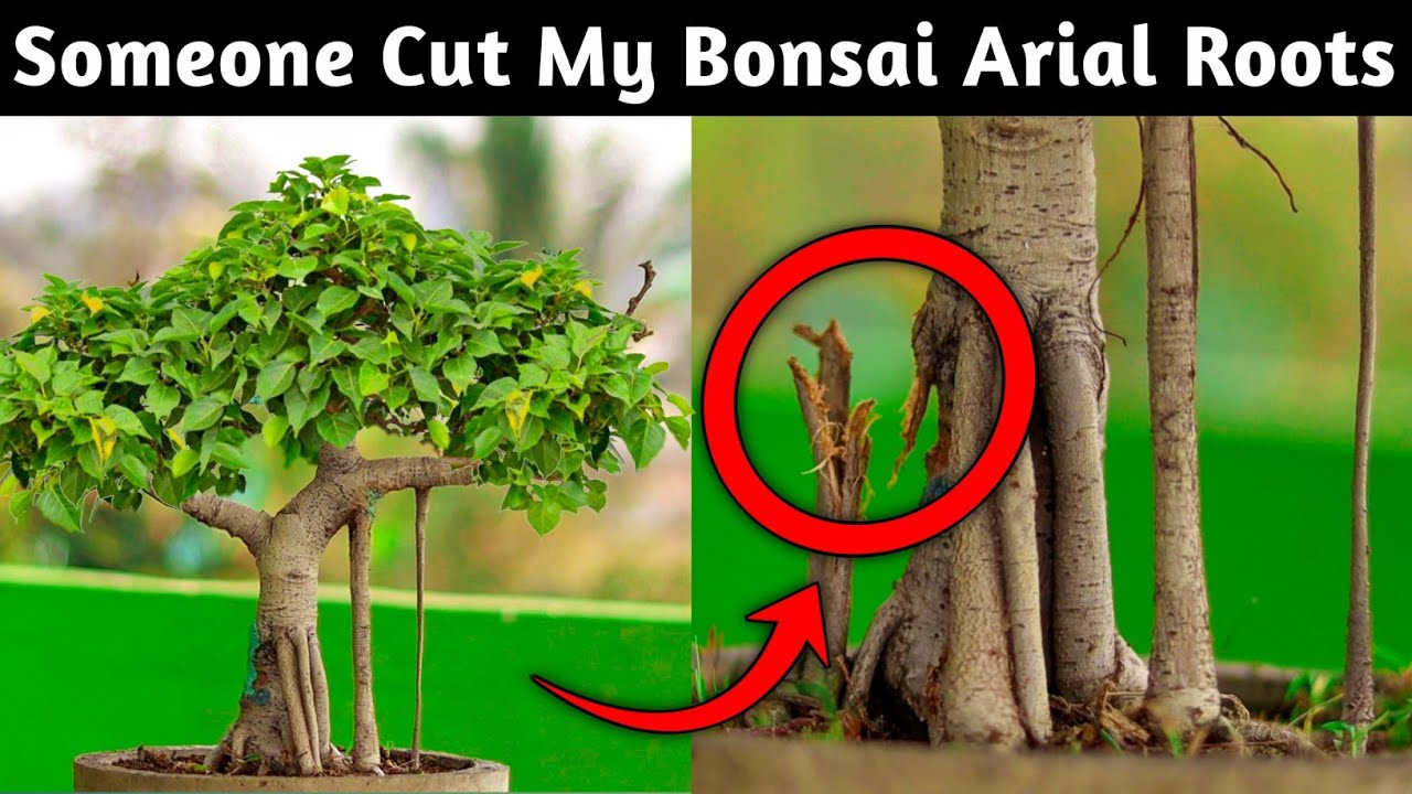 Someone Cut My Bonsai Arial Roots