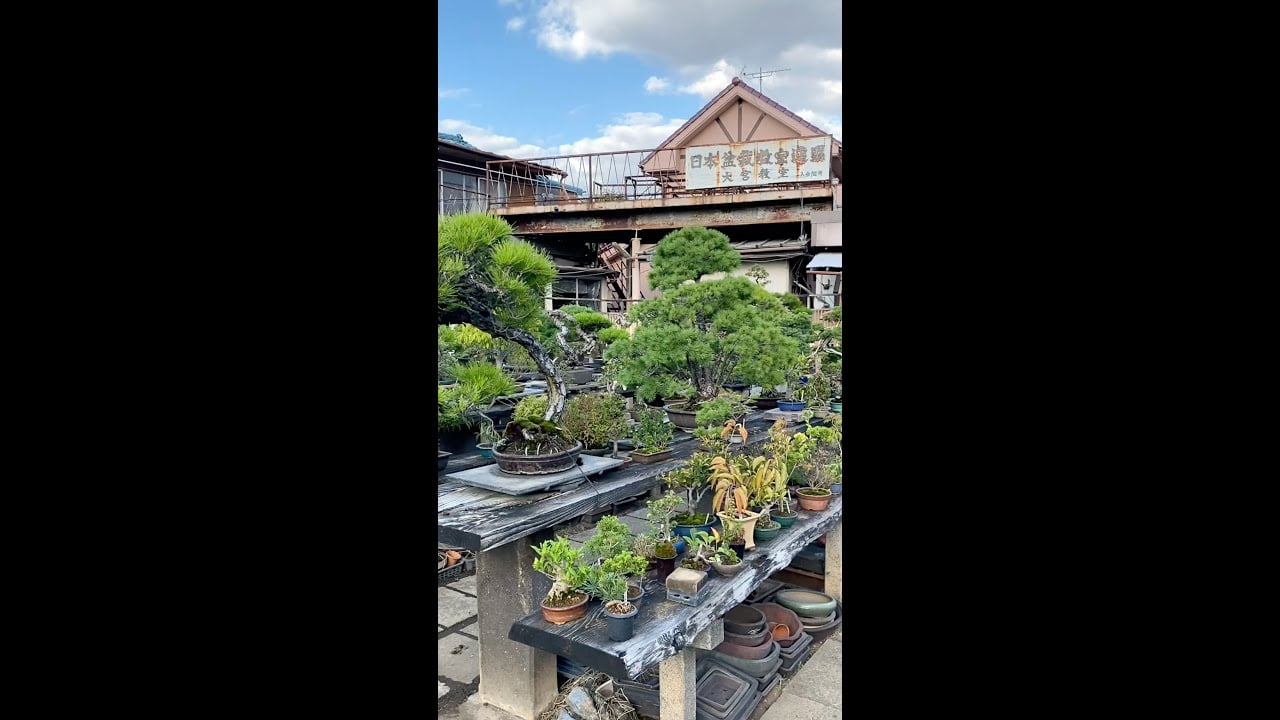 Tojuen Bonsai garden #shorts