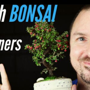 3 Best Bonsai Trees for Beginners - Which Bonsai Tree Should I Get?