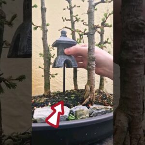 Adding an Ornament to a Bonsai Forest 🌳