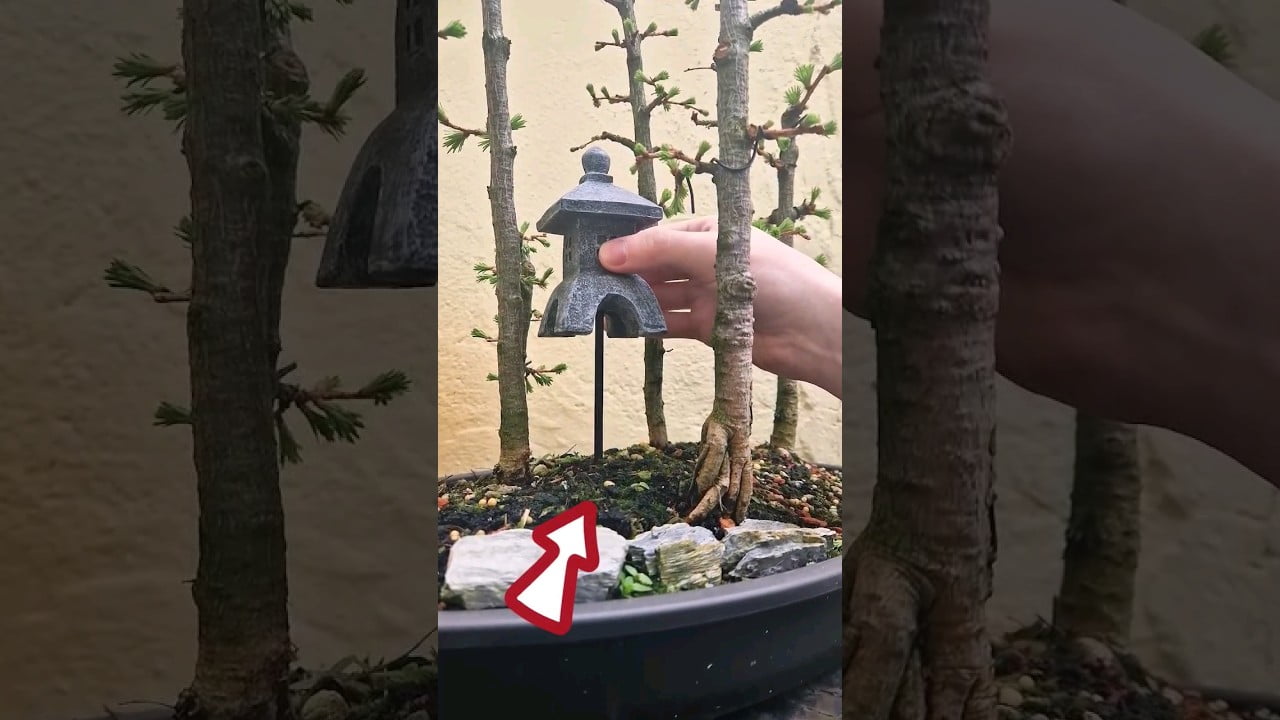 Adding an Ornament to a Bonsai Forest 🌳