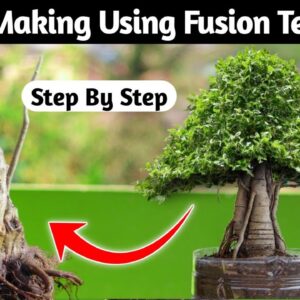 Bonsai Tree Making Using Fusion Techniques