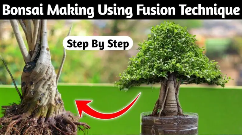 Bonsai Tree Making Using Fusion Techniques