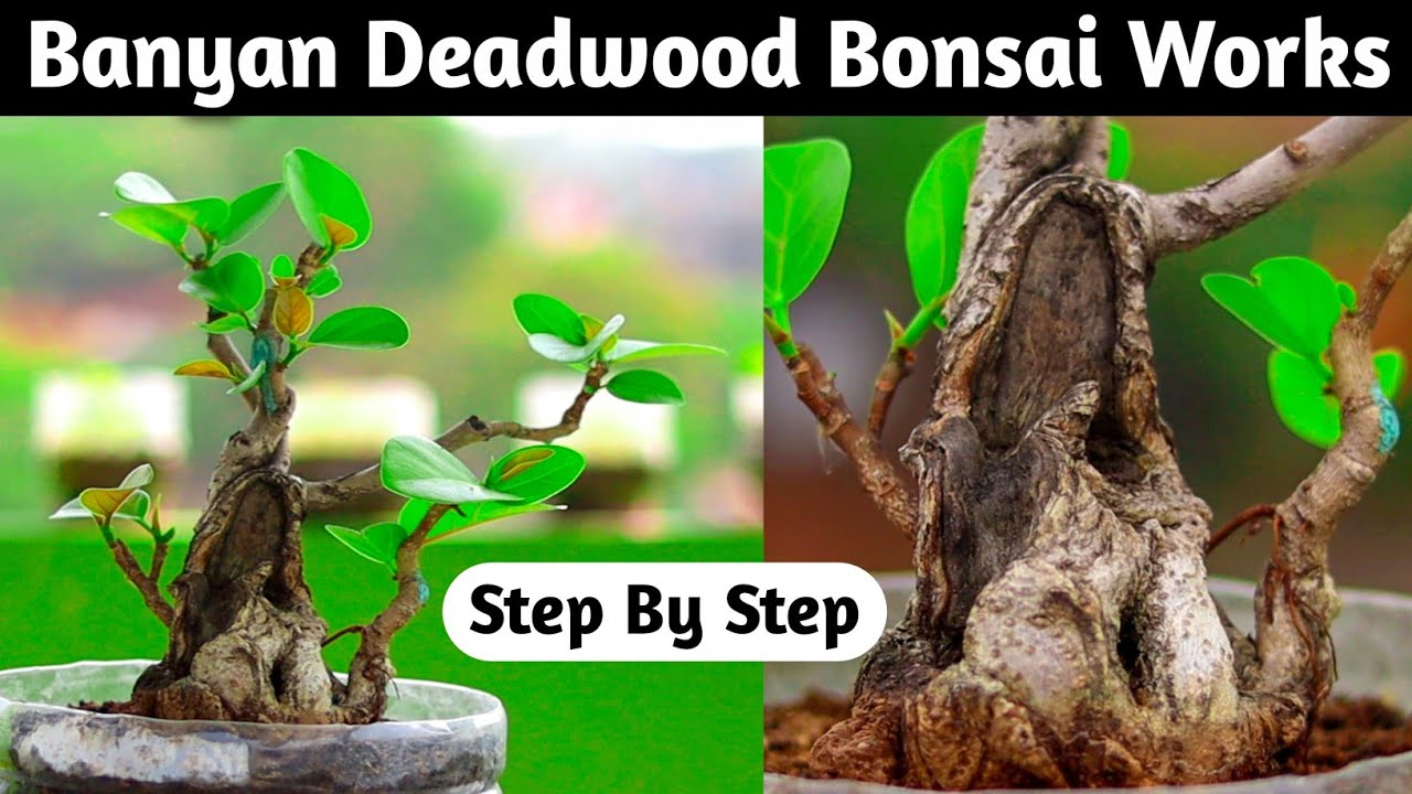 Deadwood Bonsai Works Before Summer