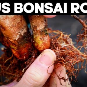 Ficus Bonsai Trees - Repotting and Root Pruning Methods 🌱