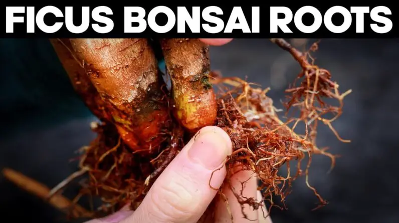 Ficus Bonsai Trees - Repotting and Root Pruning Methods 🌱