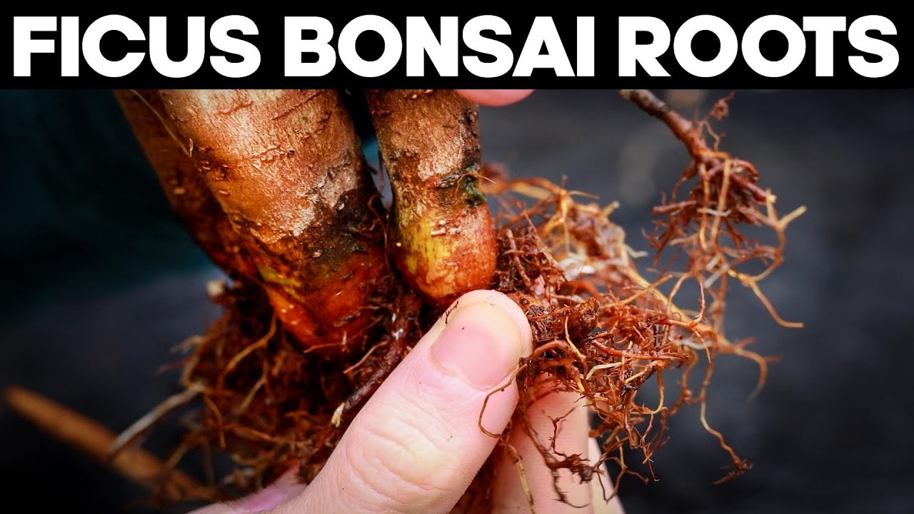 Ficus Bonsai Trees - Repotting and Root Pruning Methods 🌱