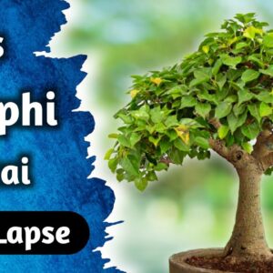 Ficus Rumphi Bonsai Time Lapse 50