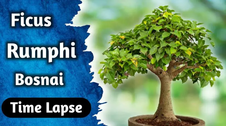 Ficus Rumphi Bonsai Time Lapse 50