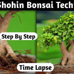 Ficus Shohin Bonsai Techniques