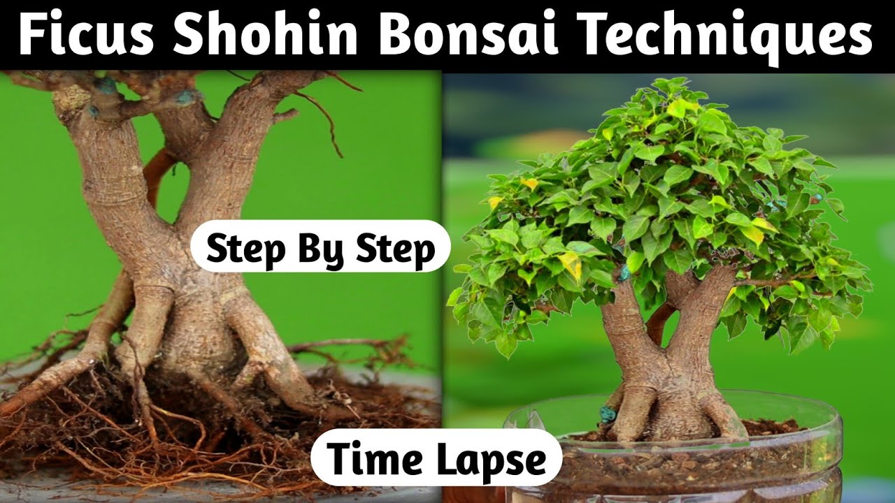 Ficus Shohin Bonsai Techniques