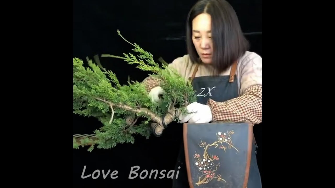 How to bend a bonsai - great bonsai bending skills #224