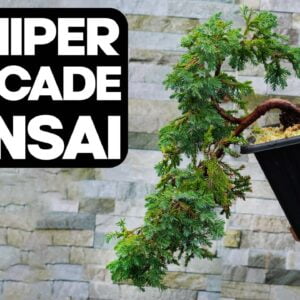 How to create a Juniper Cascade Bonsai