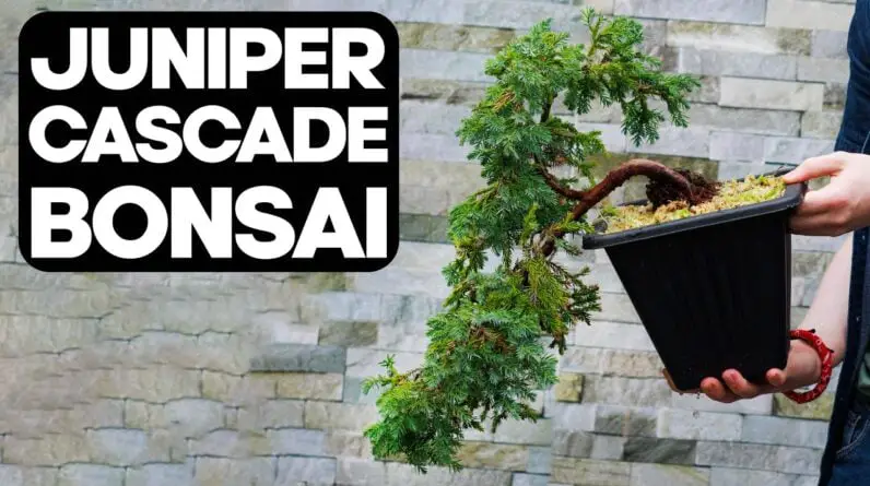 How to create a Juniper Cascade Bonsai