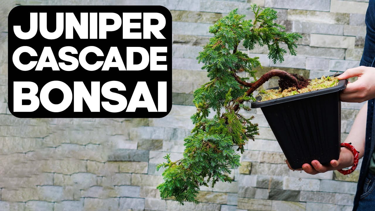 How to create a Juniper Cascade Bonsai