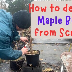 How to develop Maple Bonsai from scratch