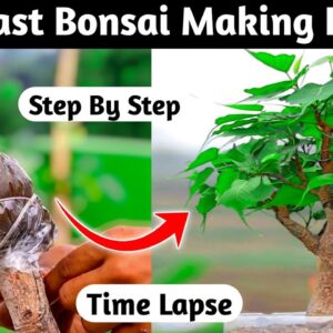 How To Very Fast Bonsai Making Process Air learning