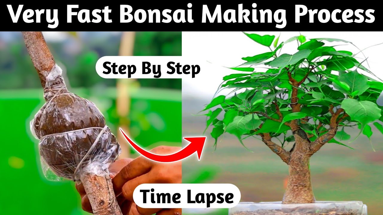 How To Very Fast Bonsai Making Process Air learning