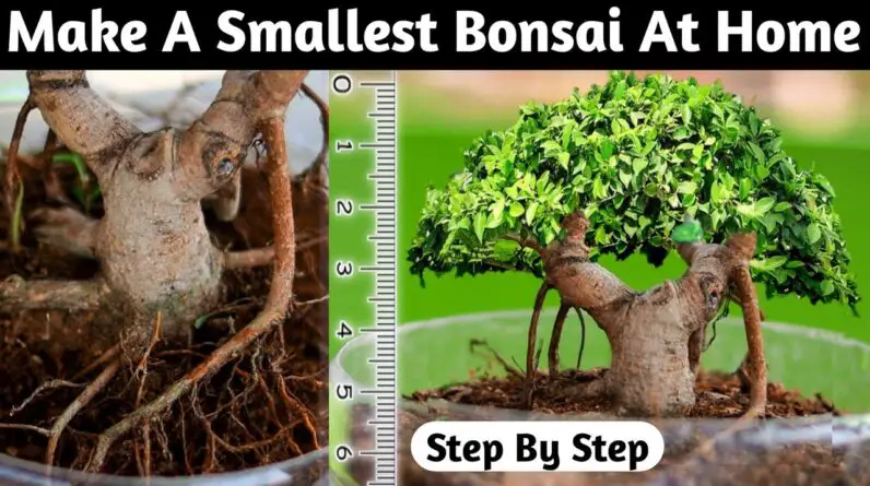 Make A Smallest Bonsai Tree At Home