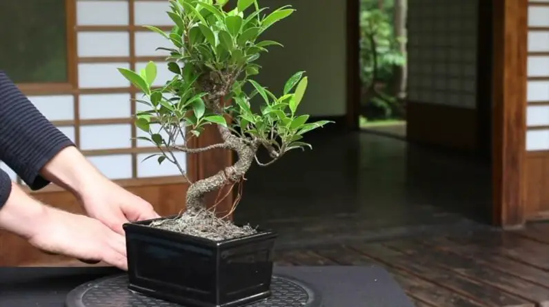 My Ficus Bonsai is dropping leaves