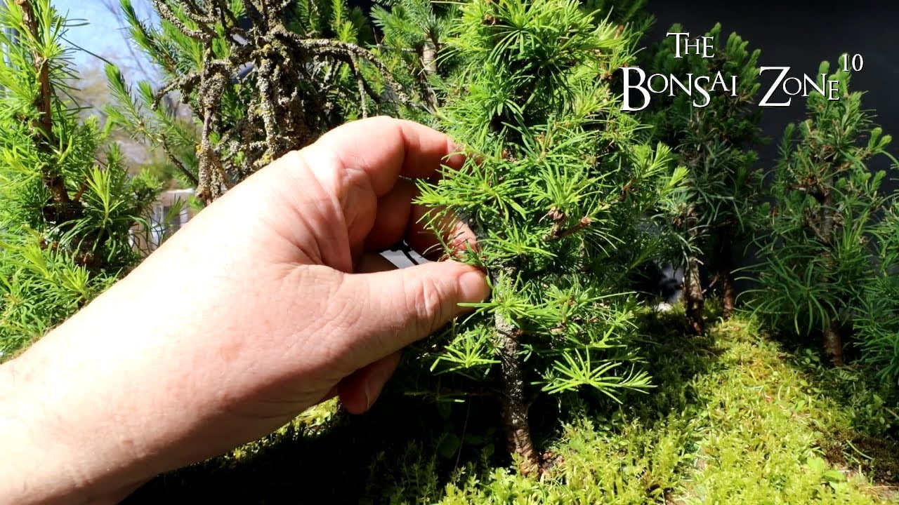 Super Detailing My Northern Bog Forest,  Part 1, The Bonsai Zone, April 2023