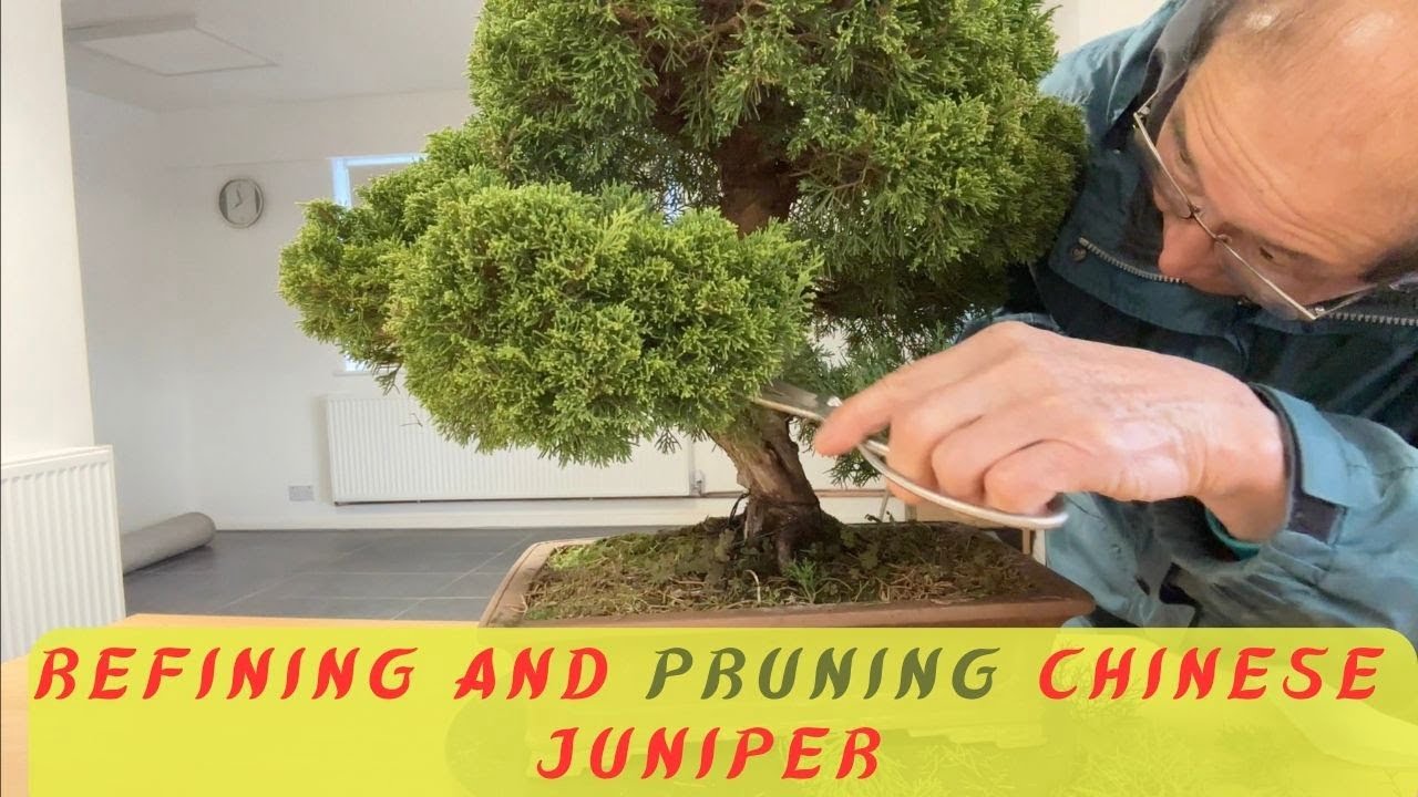 Pruning & Refining Chinese Juniper Bonsai