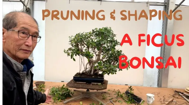 Pruning & Shaping A Ficus