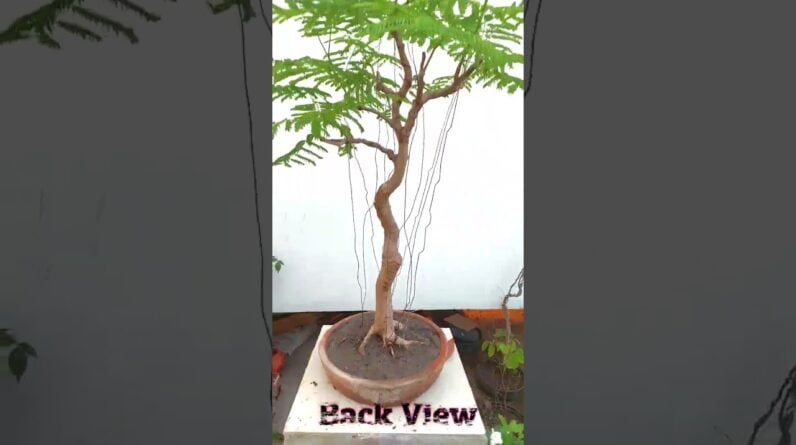 Royal Poinciana Bonsai #Shorts