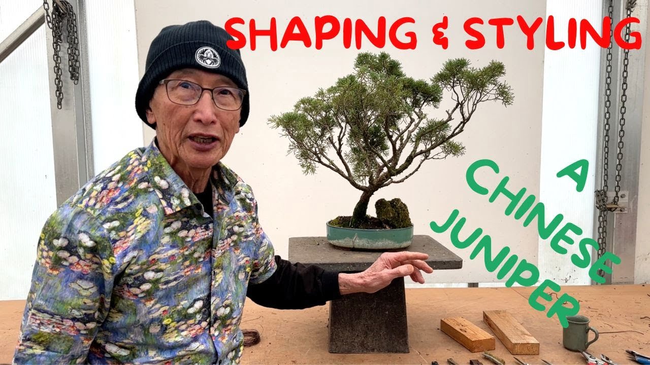 Shaping & Styling  a Juniper